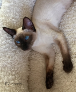 Siamese kittens deals for sale