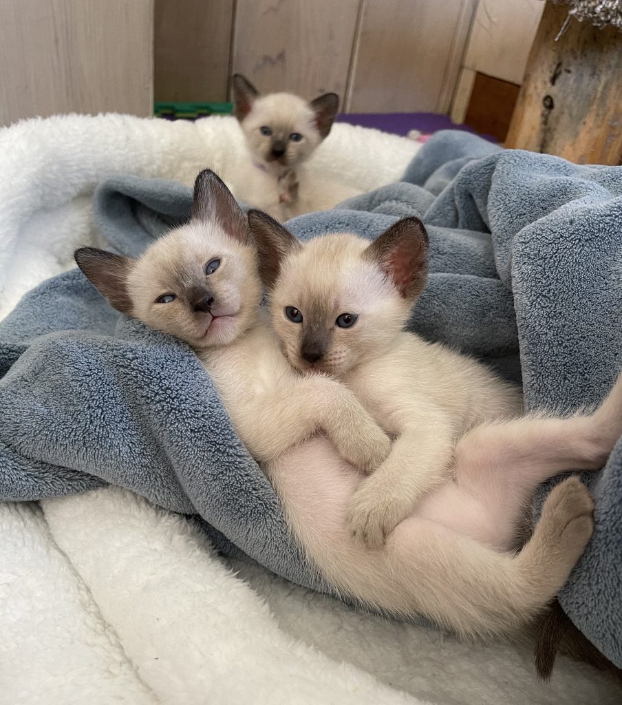 Old Style Siamese Kittens Are Not Currently Available