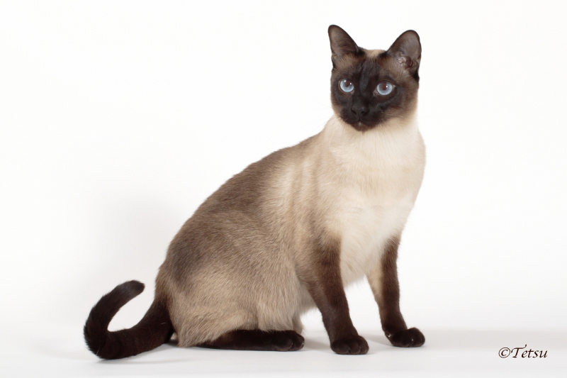 Siamese kittens information - for sale by Quizzical Cattery ...