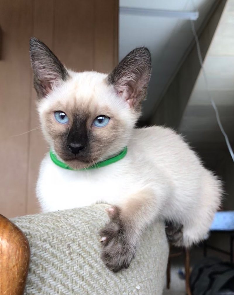 OLD-STYLE SIAMESE/THAI KITTENS AVAILABLE