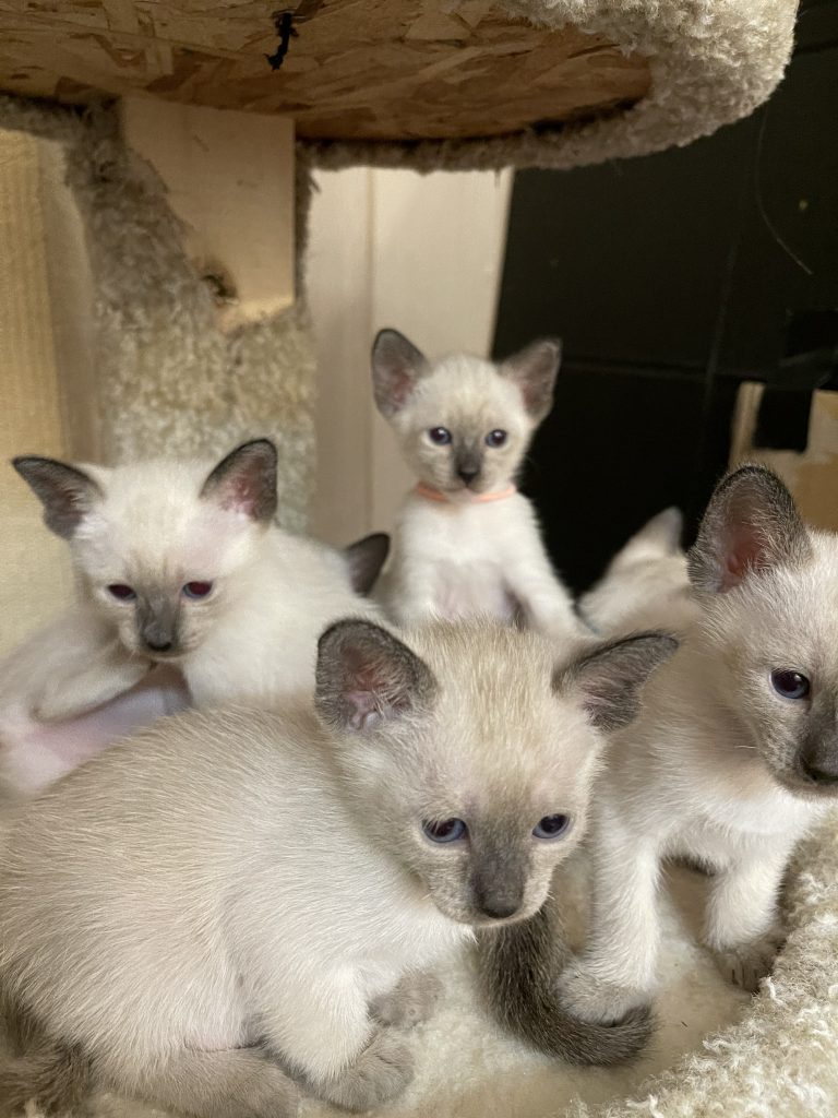 Siamese kittens for sale - Old-Style Siamese/Thai