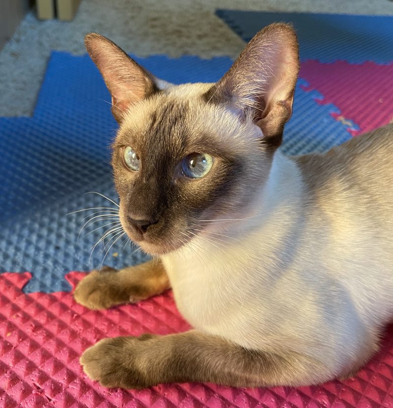 Old Style Siamese cats for sale - TICA Thai at Quizzical Cattery