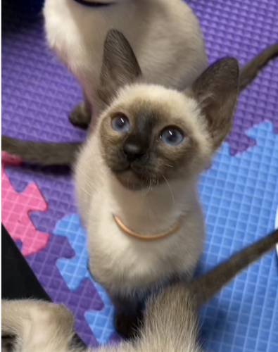 Siamese kittens for sale - Old Style Siamese